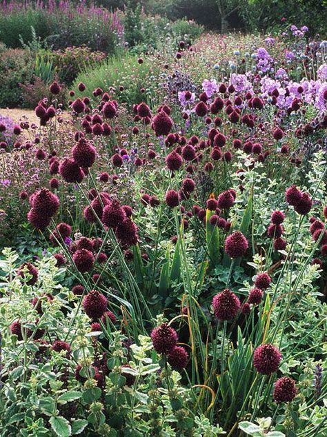 Burgundy Perennials, Burgundy Garden, Phlox Paniculata, Franz Schubert, Winter Gardening, Cottage Garden Design, Plant Combinations, Lilac Flowers, Garden Borders