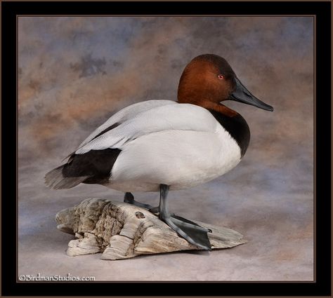 Image result for hanging duck mount ideas Canvasback Duck Mount, Canvasback Ducks, Hunting Mounts, Duck Taxidermy, Ducks Wallpaper, Duck Mounts, Turkey Mounts, Waterfowl Taxidermy, Duck Ideas