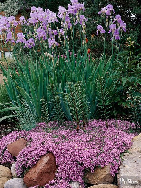 Make your rock garden sparkle with a generous helping of soapwort. During Colonial times the sap of this pretty plant was once boiled to form a lathery soap that was used to launder clothes. Today, however, soapwort is prized for it’s fragrant pink flowers that will lure butterflies to your garden. Pretty Plant, Rock Garden Plants, Landscaping Diy, Ground Covers, Colonial Times, Rock Gardens, Rock Garden Landscaping, Ground Cover Plants, Have Inspiration