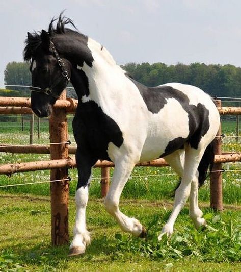 Love it when they have a good show off trot 😍💘 Piebald Horse, Cheval Pie, English Horses, Spirit Horse, Paint Horses, Pinto Horse, Types Of Horses, Most Beautiful Horses, Most Beautiful Animals