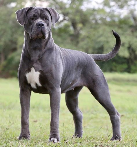 Cane Corso Grey, Gray Cane Corso, Chien Cane Corso, Massive Dogs, Cane Corso Italian Mastiff, Cane Corso Mastiff, Socializing Dogs, Cane Corso Puppies, Pitt Bull