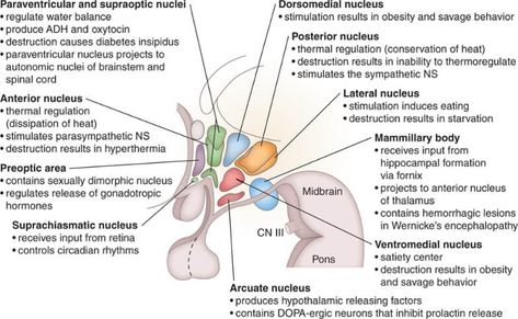 Nuclei of Hypothalamus – Mnemonic | Epomedicine Hypothalamus Anatomy, Physician Assistant School, Cranial Nerves Mnemonic, Study Chemistry, Limbic System, Pharmacology Nursing, Brain Anatomy, Nursing School Survival, Medicine Student