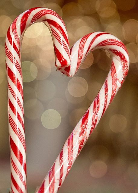 candy cane love - simple holiday photo. would make great cards. Romanticizing Christmas, Season Wallpapers, Legend Of The Candy Cane, Peppermint Forest, Candy Cane Legend, Christmas Edit, Christmas Gift Exchange Games, Baby Ferrets, Happy Home Fairy