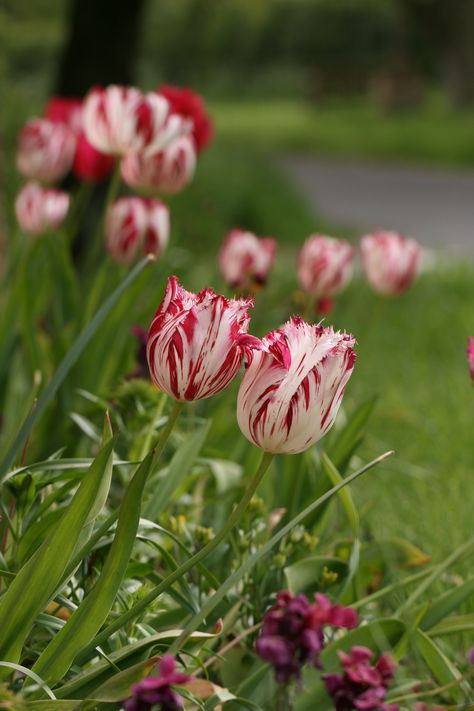 A tulip that closely resembles one of the first tulips to be traded in Amsterdam, Tulipa 'Semper Augustus' planted with Erysium. Discovered in the East, once grown in monastic, botanical gardens in Europe along with une guerison of healing plants. Image & Text © OB. Further text available on the history of the Tulip from East to West further to the exploitative parable once taught to children that suggests financial bubbles inevitably lead to financial loss and why these bulbs are beautifu Semper Augustus Flower, Semper Augustus, Tulip Fever, Leaf Art Diy, Tulips Images, Tulip Tattoo, Good Morning Flowers Rose, Carnivorous Plants, Morning Flowers