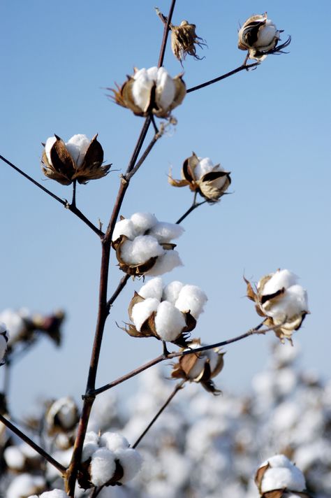 Find useful gardening tips and articles at http://www.thebloomingoasis.com  Cotton (Gossypium herbaceum) Growing Cotton, Cotton Branches, Cotton Boll, Cotton Fields, Cotton Plant, Plant Painting, 수채화 그림, Green Lifestyle, Wallpaper Free