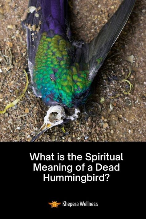 Hummingbird Spiritual Meaning, Hummingbird Quotes, Hummingbird Meaning, Hummingbird Symbolism, Wildlife Rehabilitation, Beautiful Braided Hair, Spiritual Symbols, Incredible Creatures, Cycle Of Life