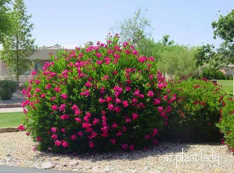 Oleander Landscaping, Container Landscaping, Yard Transformation, Front Yard Plants, Yard Plants, Snake In The Grass, Short Plants, Small Shrubs, Patio Planters