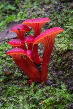 Hygrocybe lanecovensis is an Australian mushroom of the waxcap genus Hygrocybe. An endangered species, it is found only at Lane Cove Bushland Park in suburban Sydney Lichen Moss, Mushroom Pictures, Plant Fungus, Mushroom Fungi, The Lane, Airbrush Art, Mushroom Art, Wild Mushrooms, Endangered Species