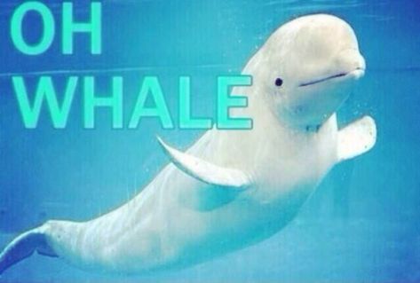 Oh whale meme Oh Whale, Clean Humor, College Humor, School Humor, Tumblr Funny, Bones Funny, Puns, I Laughed, Fails