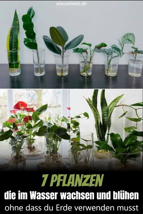 7 Pflanzen, die im Wasser wachsen und blühen, ohne dass du Erde verwenden musst. Water Plants Indoor, Water Plants, Indoor Plants, Life Hacks, Sweet Home, House Design, Green, Flowers, Plants