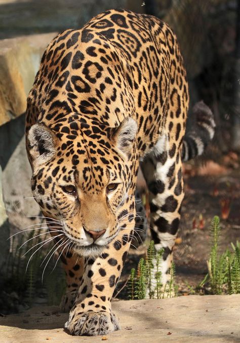 jaguar Rica artis BB2A7958 Jaguar Aesthetic, Jaguar Drawing, Jaguar Spots, Jaguar Wallpaper, Jaguar Animal, Exotic Cats, Apex Predator, Big Animals, Majestic Animals