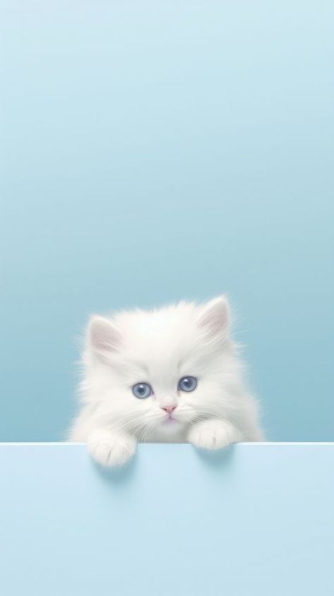 Kitten animal mammal white. | premium image by rawpixel.com / Nardsucha Cute Cats And Kittens Wallpaper, Cute Cat Wallpaper Iphone, Cute Kitty Wallpaper, Cute Kitten Wallpaper, White Cat Wallpaper, Baby Wallpaper Hd, Cat Wallpaper Iphone, Cute Kitten Pics, Iphone Wallpaper Cute