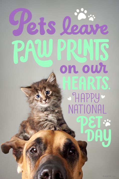 Love Your Pet Day, Cat Crying, Happy National Day, National Pet Day, Wool Cat, Photography Day, Dog Projects, Pet Day, Smiling Dogs