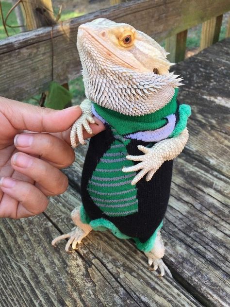 XLRG SLEEVELESS CASUAL DRESS BODY SHIRT 4 MALE BEARDED DRAGON  | eBay Dragon Clothes, Bearded Dragon Clothes, Bearded Dragon Diy, Dragon Clothing, Bearded Dragon Habitat, Bearded Dragon Tank, Bearded Dragon Diet, Baby Bearded Dragon, Bearded Dragon Cute