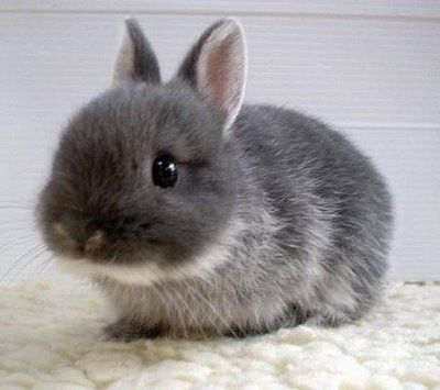 baby bunny Bunny Stuff, Cute Bunny Pictures, Grey Bunny, Söt Katt, Pet Bunny, Bunny Pictures, Baby Bunnies, Cute Little Animals