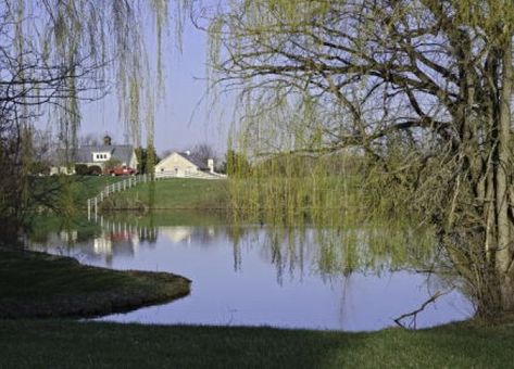 Backyard Fountain, Large Pond, Farm Pond, Building A Pond, Pond Maintenance, Fountains Backyard, Big Backyard, Pond Landscaping, Backyard Water Feature