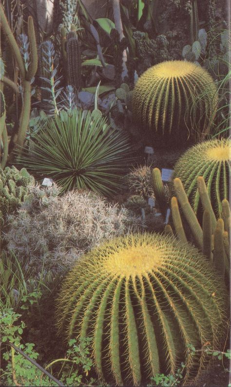 lost-souls-wander Landscape Cactus, Cactus In Desert, Cactus In The Desert, Cacti Photography, Flowering Cactus Photography, Barrel Cactus, Desert Flowers, Desert Garden, Desert Plants