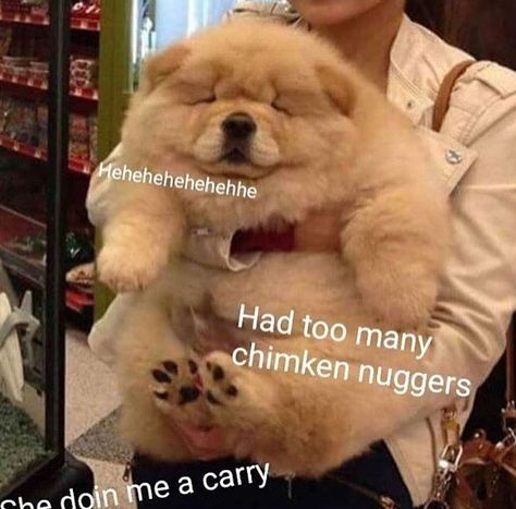 Chow Chow Dogs, Fluffy Dogs, Funny Animal Jokes, Funny Animal Memes, Puppy Pictures, Animal Jokes, Animal Photos, Chow Chow, Little Animals