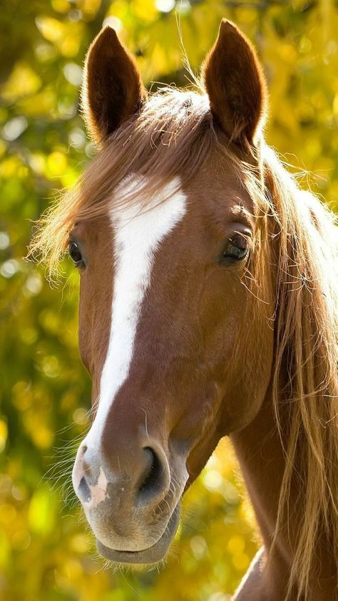 Aqha Horses, Horse Art Drawing, Hobby Horses, Horse Wallpaper, Most Beautiful Horses, Horse Face, Horse Portrait, Horse Drawings, Majestic Animals