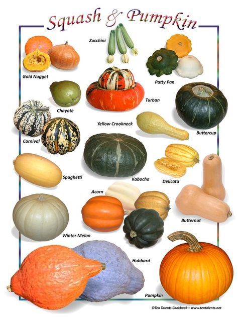 Recipe: Glorious Gourds Zoodles In Creamy Yogurt { #atozchallenge } Autumn Ephemera, Pumpkin Varieties, Squash Varieties, Zoodle Recipes, Winter Melon, Pumpkin Squash, Natural Pond, Fall Garden Vegetables, Pumpkin Patches