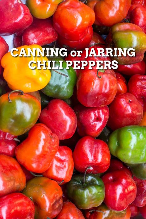 Canning Peppers Canning Chili Peppers, Ground Turkey Chili Recipe Crockpot, Easy Stovetop Chili Recipe, Pepper Harvest, Canning Chili, Chili Seasoning Recipe, Canning Peppers, Spicy Chili Recipe, Homemade Chili Recipe