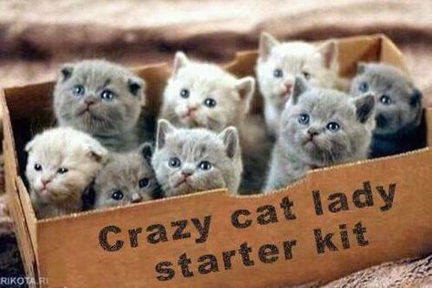 Crazy Cat Lady Starter Kit, Söt Katt, Crazy Cat, Cute Kittens, Pusheen, Animal Photo, Crazy Cat Lady, 귀여운 동물, Crazy Cats