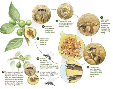 How a fig works :) Backyard Orchard, Ecology Projects, Courtyard Gardens, Fig Fruit, Be Curious, Dried Figs, Fig Tree, Companion Planting, Temporarily Unavailable