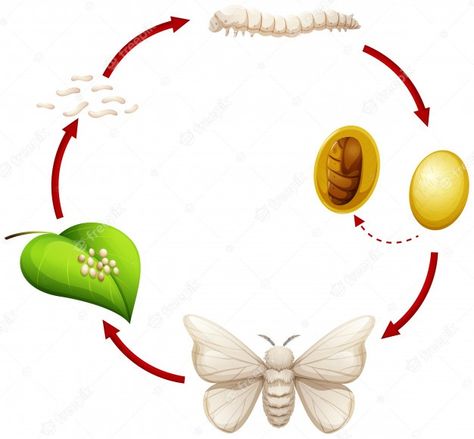 Silkworm Life Cycle, Cycle Drawing, Legs Mehndi, Leg Mehndi, Legs Mehndi Design, Life Cycle, Hand Painting Art, Hand Painting, Mehndi Design