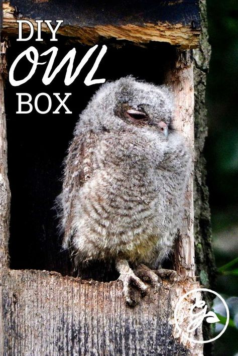 If owls live in your area, building and installing an owl box might attract a pair to your backyard! Get the Know How on this DIY project below. Bird House Ideas Homemade, Diy Owl Nesting Boxes, Owl Nesting Boxes How To Build, Owl Box Plans How To Build, Owl Boxes Diy, Diy Owl House Nesting Boxes, How To Attract Owls To Your Yard, Owl Houses Diy How To Build, Owl Box Diy