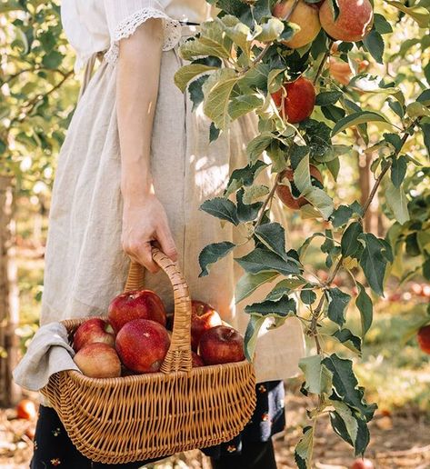 Brigita Soldo 👒 on Instagram: “I wish apple picking happened a few times throughout autumn, I had too much fun while doing it! 🍎 #capturingourdays” Apple Garden, Cider House, Apple Farm, Apple Season, Fruit Picking, Cottage Core Aesthetic, Apple Orchard, Cottagecore Aesthetic, Apple Picking