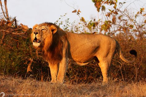 Lions in Central and East Africa Asiatic Lion, Lion Photography, Lion Images, Animal References, African Animals, East Africa, Genetic, Wildlife Photography, Big Cats