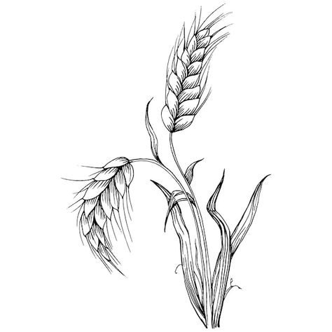 Vector or394 | Premium Vector #Freepik #vector #barley #wheat-grain #rye #wheat Barley Drawing, Barley Illustration, Wheat Sketch, Barley Tattoo, Autumn Tattoos, Seed Tattoo, Grain Drawing, Barley Seeds, Barley Grain