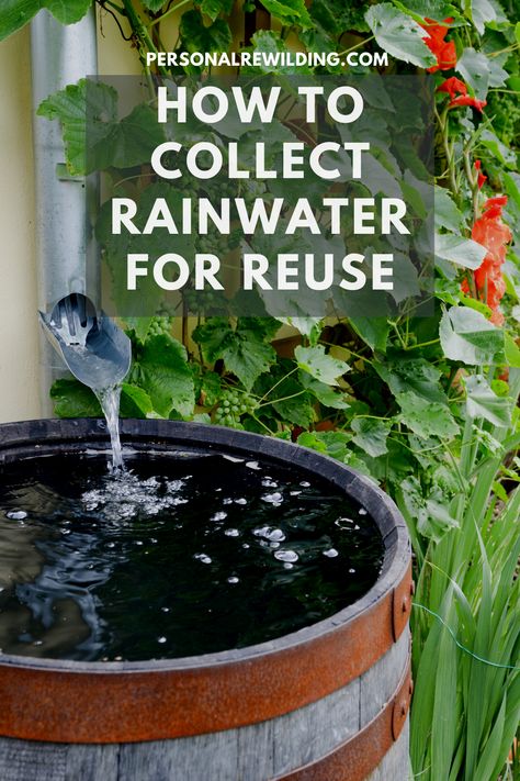 Harvest Rainwater, Collect Rainwater, Deep Nature, Quince Recipes, Water Collection System, Rain Harvesting, Off Grid Homestead, Rain Gardens, Nature Connection