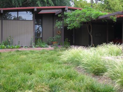 Three Lawn-Replacing Plants for the Southern California Landscape – Let's Talk Plants Mid Century Modern Front Yard, Mid Century Modern Landscaping, Modern Landscaping Ideas, Mid Century Landscaping, Mid Century Landscape, Native Grasses, Front Yard Landscaping Pictures, Modern Front Yard, Modern Remodel