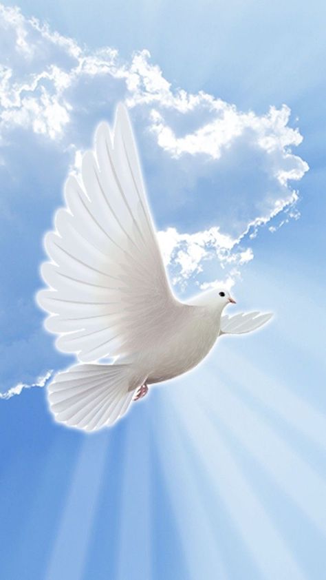 Dove Images, Dove Pictures, Pictures Of Christ, Heaven Art, Jesus And Mary Pictures, Prophetic Art, Christian Pictures, White Dove, Jesus Christ Images