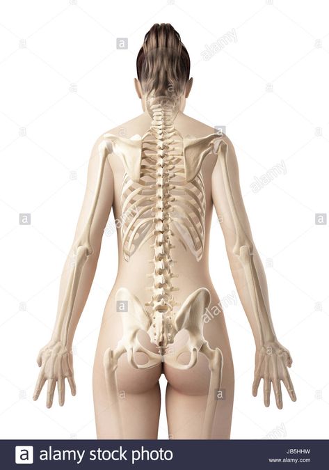 Skeleton From Behind, Human Anatomy Female, Female Skeleton, Skeleton Anatomy, Human Spine, Skeleton Drawings, Man Anatomy, Anatomy Sculpture, Human Drawing