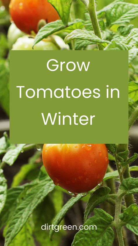 Unlock the secrets of growing tomatoes in winter. Master the art of successful sowing for fresh, homegrown tomatoes. Salad Container, Tomato Seedlings, Grow Tomatoes, Seed Starting Mix, Gardening Techniques, Tomato Seeds, Growing Tomatoes, Seasonal Garden, Seed Starting