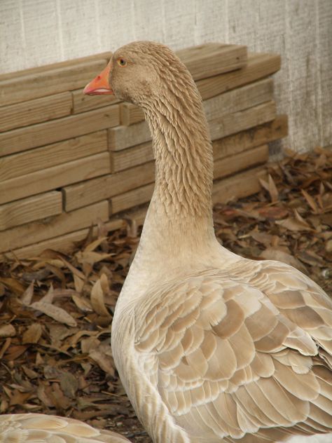 American Buff Geese. One of my favorite pix. American Buff Geese, Toulouse Geese, 4h Animals, Small Farm, Small Animals, Cute Birds, Swans, Toulouse, Bird Feathers