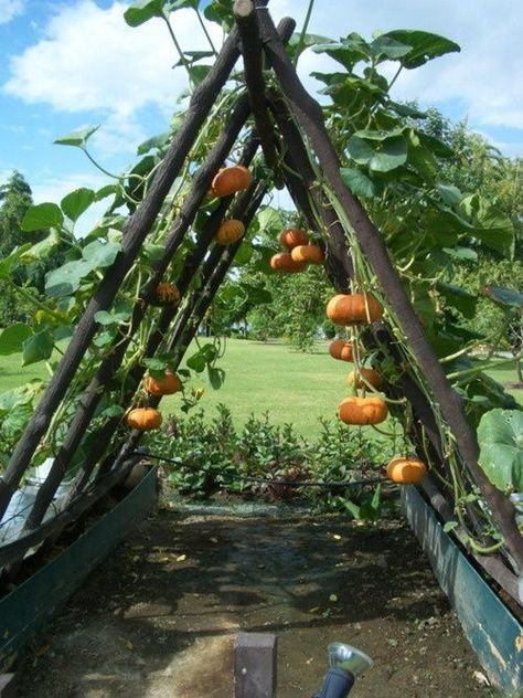 Grow pumpkins vertically to make them fit in small gardens:  Choose a small pumpkin variety to grow this way, because a large pumpkin can take the trellis down.  Plus how to grow, plant and harvest. Pumpkin Trellis, Planting Pumpkins, Landscape Gardening, Growing Pumpkins, Vertical Gardens, Garden Types, Square Foot Gardening, Veg Garden, Have Inspiration