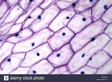 Download this stock image: Onion epidermis with large cells under light microscope. Clear epidermal cells of an onion, Allium cepa, in a single layer. - HWA476 from Alamy's library of millions of high resolution stock photos, illustrations and vectors. Plant Cell Structure, Light Microscope, Microscopic Cells, Abstract Science, Drawing Furniture, Constant Headaches, Plasma Membrane, Microscopic Images, Plant Tissue