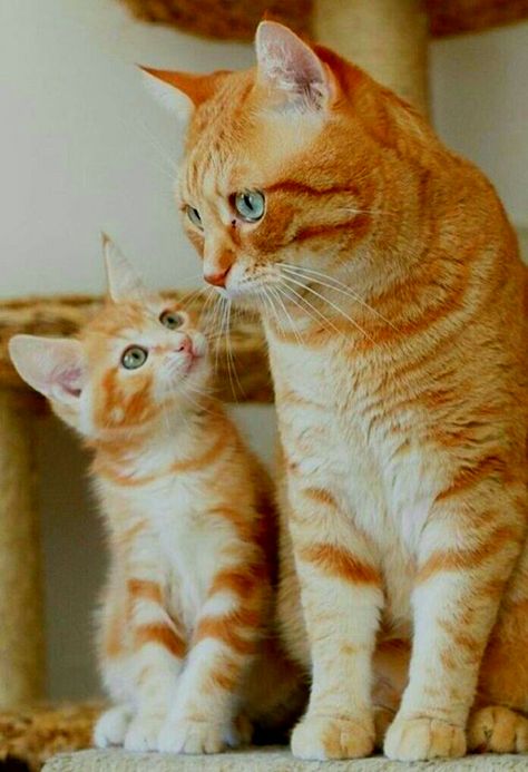 Image Chat, Two Cats, Mama Cat, Orange Tabby, Cat Aesthetic, Cute Cats And Kittens, Cat Sitting, Cute Kittens, Beautiful Cat