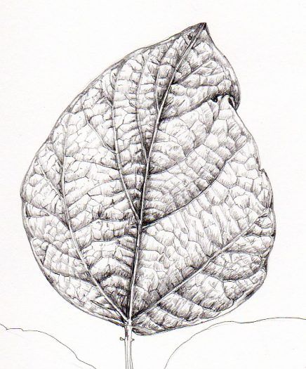 Leaves Sketch Pencil, Leaf Pencil Drawing, Lizzie Harper, Pencil Drawing Techniques, Drawing Techniques Pencil, Leaf Sketch, Leaves Sketch, Pencil Drawing Tutorials, Nature Art Drawings