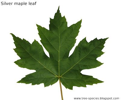 Silver Maple Acer saccharinum leaf. Can vary in color from green to red in autumn months. Maple Tree Tattoos, Leaves Pictures, White Flocked Christmas Tree, Silver Maple Tree, Simple Tree House, Birch Tree Wedding, Oak Tree Tattoo, Red Maple Tree, Tree Painting Canvas