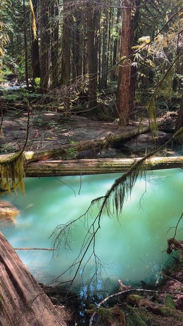 Samantha Caldwell on Instagram: "🧚🏼✨ story book vibes ✨🧚🏼 📍North Cascades, WA Here’s to a folklorian summer 🌲🪵🧚🏼✨ #washington #pnw #hiking #nature #naturevibes #enchanted #forest #fairytale #cottagecore #folklore" Washington Nature Aesthetic, Cascade National Park Washington, Cascades Washington, Colchuck Lake Washington Hike, Washington Hikes, North Cascades, Fluffy Animals, Paper And Ink, New World