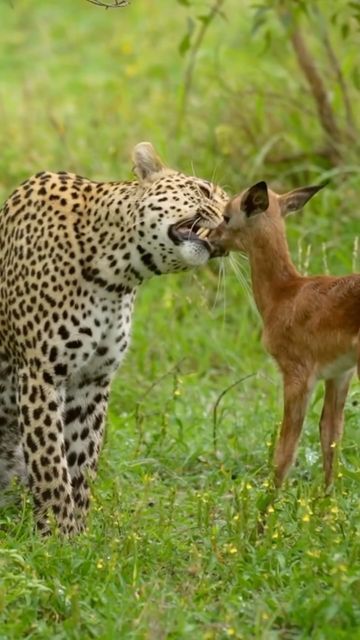 Big Cats & Nature Photography | Safari | Travel on Instagram: "The Kapen Leopard female, an impala lamb and a hyena. by MalaMala guest @scott_e_allen_photography and ranger @garethnuttallsmith Featuring @malamalagamereserve Congratulations on your feature with @big_cats_nature_photography To get Featured 🐾#naturewildlifephotography 🐾 #natgeo #natgeowild #natgeowildlife #instagram #wildlifeofinstagram #nature #wildlife #photography #featured #naturephotography #wildlifephotography #follow #feature #big5 #safari #africa #beautiful #viral #natgeo #natgeoyourshot #love #beautiful #leopardsofinstagram #leopard #southafrica #malamalagamereserve #malamala #beautiful #impala #hyena #reel #reelsinstagram" Beautiful Animals Videos, Cute Animals Videos, Funny Animal Clips, Wild Animals Videos, Animal Videos Funny, Funny Animals With Captions, Animals Video, Animal Attack, Scary Animals