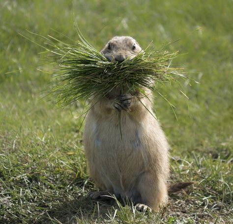 prairie dog, prairie dog photos, Franklin Roosevelt Park, North Dakota wildlife, prairie dogs in North Dakota Cute Animals Tattoos, Tattoos Nature, Animals Tattoos, Prairie Dogs, Animals Tattoo, Tattoo Nature, Franklin Roosevelt, Wild Kingdom, Zoo Babies