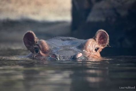 We see you, Fiona!  Hippos eyes, nose, and ears are located on the top of their head, which means they can see and breathe while still submerged in the water. Hippos can close their nostrils and ears to prevent water from entering. This is why hippo calves can suckle on land or underwater. Hippo Tattoo, Cincinnati Zoo, Nose Drawing, Water Drawing, Nature Tattoos, Hippopotamus, On The Top, In Water, Cincinnati