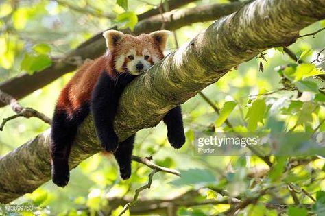 Red Panda Stock Photos and Pictures | Getty Images Panda For Kids, Trash Panda, Animal Facts, Red Panda, Cute Animal Pictures, E Card, Endangered Species, Wildlife Photography, Sloth