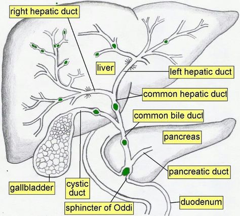 Biliary tree Liver Anatomy, Diagnostic Medical Sonography, Nursing Schools, Bile Duct, General Surgery, Nursing School Notes, Human Anatomy And Physiology, Medical Anatomy, Medical Coding