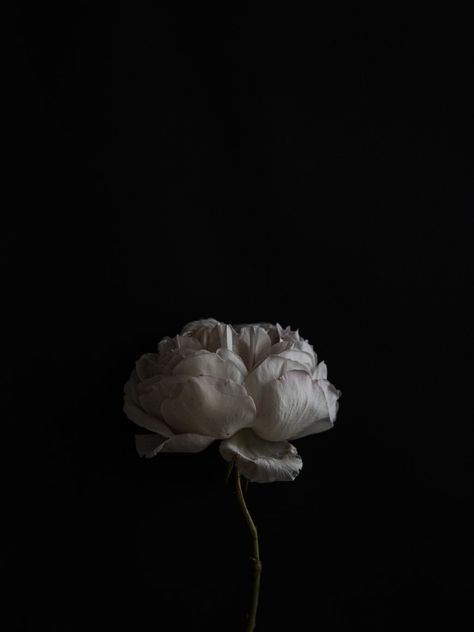 white flower on black background photo – Free Wallpapers Image on Unsplash Black Bat Flower Aesthetic, Black Flower Wallpaper, Flower Aesthetic Dark, Flower On Black Background, Black Background Photo, Peonies Background, Black Flowers Wallpaper, Flowers Black Background, Black Peony